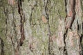 Real tree old wooden texture. Wood background with green moss and mold. Natural forest rustic photo. Vertical ecological pine bark Royalty Free Stock Photo