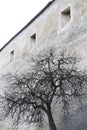 Real tree with wall background