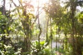 Blurred abstract background of tropical green leaves in the forest. Royalty Free Stock Photo