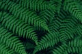 Real tropical leaves background, jungle foliage Royalty Free Stock Photo