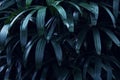 Real tropical leaves background, jungle foliage Royalty Free Stock Photo