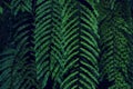 Real tropical leaves background, jungle foliage Royalty Free Stock Photo