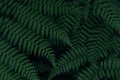 Real tropical leaves background, jungle foliage Royalty Free Stock Photo