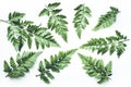 Real tropical leaves backgrounds on white.Botanical nature concept Royalty Free Stock Photo