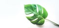 Real tropical leaves backgrounds on white.Botanical nature concept Royalty Free Stock Photo