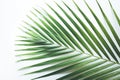 Real tropical leaves backgrounds on white.Botanical nature concept Royalty Free Stock Photo