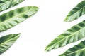 Real tropical leaves backgrounds on white. Botanical nature concept Royalty Free Stock Photo