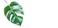 Real tropical leaves backgrounds on white.Botanical nature concept Royalty Free Stock Photo