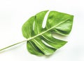 Real tropical leaves backgrounds on white.Botanical nature concept Royalty Free Stock Photo