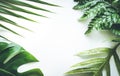Real tropical leaves set pattern backgrounds on white.flat lay Royalty Free Stock Photo