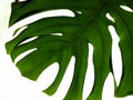 Real tropical leaves splitleaf philodendron, monstera on white backgrounds. Botanical nature concepts.flat lay design. Green leaf Royalty Free Stock Photo