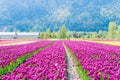 Real tulip farm fields with mountain the background, open to tourists at the Chilliwack Tulip Festival in Canada, with real