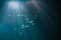 Real underwater background with fishes shoal Royalty Free Stock Photo