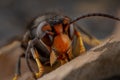 Real Vespa velutina macro Royalty Free Stock Photo