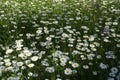 A real warm summer. Lawn. White beautiful flowers - common daisy. A carpet of plants and charm