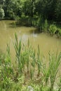 A real warm summer. Pond and cattail. Swamp plants near the water. Royalty Free Stock Photo