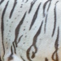 Real white bengal tiger fur