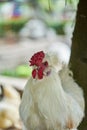 Real White Farming Poultry Chicken, close up hen is walking