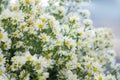 Real white flowers with branches, leaves for wedding decorative background. Macro of white petals texture. Soft dreamy image