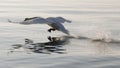 Real white swan in flight