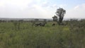 Real Wild Buffalo Herd in Natural Habitat in the African Savannah. Wildlife of Africa