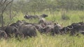 Real Wild Buffalo Herd in Natural Habitat in the African Savannah. Wildlife of Africa