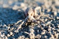 Wolf spider Hogna radiata Royalty Free Stock Photo