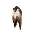 Real wild duck bird wing angel brown white background