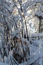 Christmas time. Falling snow on the sunny day Royalty Free Stock Photo