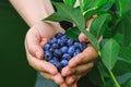 Real woman with handful of freshly picked blueberries. Fresh blue berries fruits presented in girl hands. Conceptual picture for Royalty Free Stock Photo