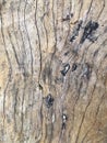 real wooden texture