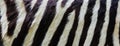 Real zebra skin pattern image Royalty Free Stock Photo