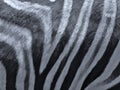 Real zebra stripes in black and white