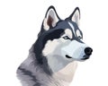 Realisctic husky wolf face vector illustration on isolated white background