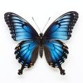 Realist Lifelike Blue And Black Butterfly On White Background