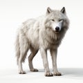 Realistic 3d Render Of White Wolf On White Background