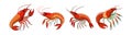 Realistic Aegla Crustacean Colorful Artwork Royalty Free Stock Photo