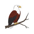 Realistic African Fish Eagle Bird Illustration Royalty Free Stock Photo