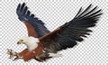 Realistic African Fish Eagle swoop attack hand drawn and paint color on checkered pattern background vector Royalty Free Stock Photo