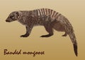 Realistic African striped mongoose, isolated
