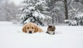puppies in the snow Royalty Free Stock Photo