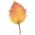 Realistic Alder Tree Leaf in Changing Fall Colors. Royalty Free Stock Photo