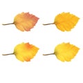 Realistic Alder Tree Leaves in Changing Fall Colors.