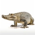 Realistic Alligator Standing On White Background