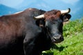 Realistic alpine cow close-up Royalty Free Stock Photo