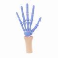 Realistic Anatomical Hand Skeleton Model with Blue Bones and Skin-Toned Base for Education and Study Royalty Free Stock Photo