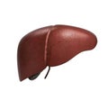 Realistic anatomical model of healthy human liver with gallbladder