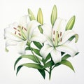 Realistic Animal Portraits: White Lily Branches On White Background Royalty Free Stock Photo