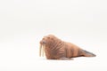 Realistic animal toy, walrus