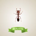 Realistic Ant Element. Vector Illustration Of Realistic Emmet Isolated On Clean Background. Can Be Used As Emmet, Ant